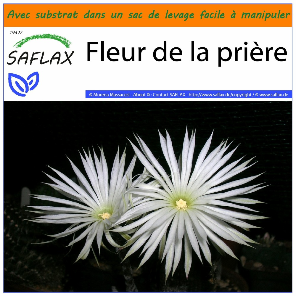 Garden in the bag - fleur de la prière - 40 graines - echinopsis mirabilis
