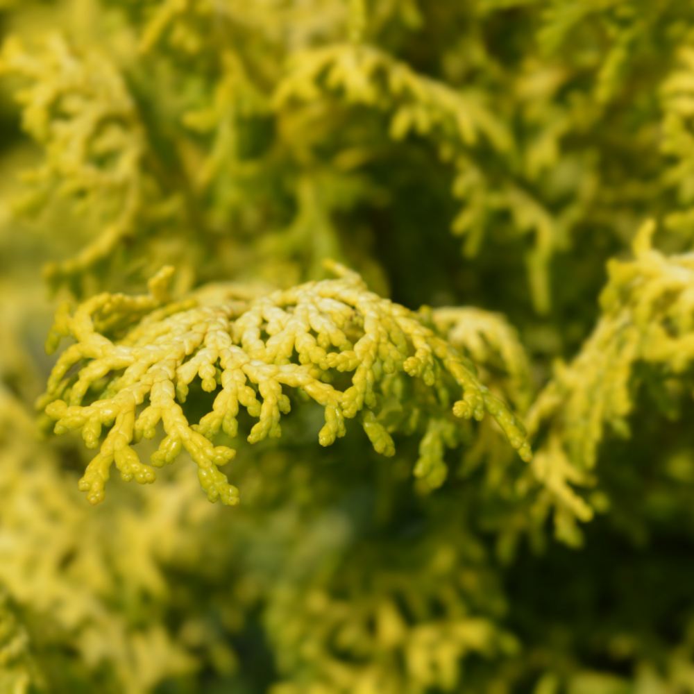 Faux-cyprès de hinoki lucas - chamaecyparis obtusa lucas 20/40cm pot 5l