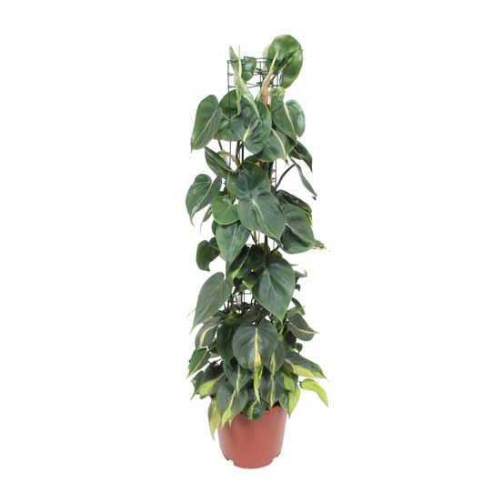 Philodendron scandens brasil - ø24cm - ↕120cm - plantes d'intérieur