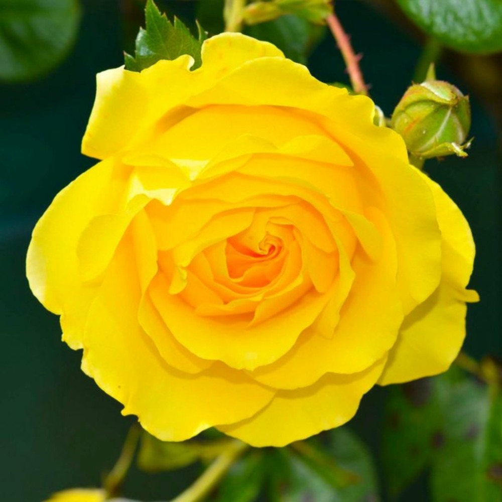 Rosier Tige 'Eurostar'…