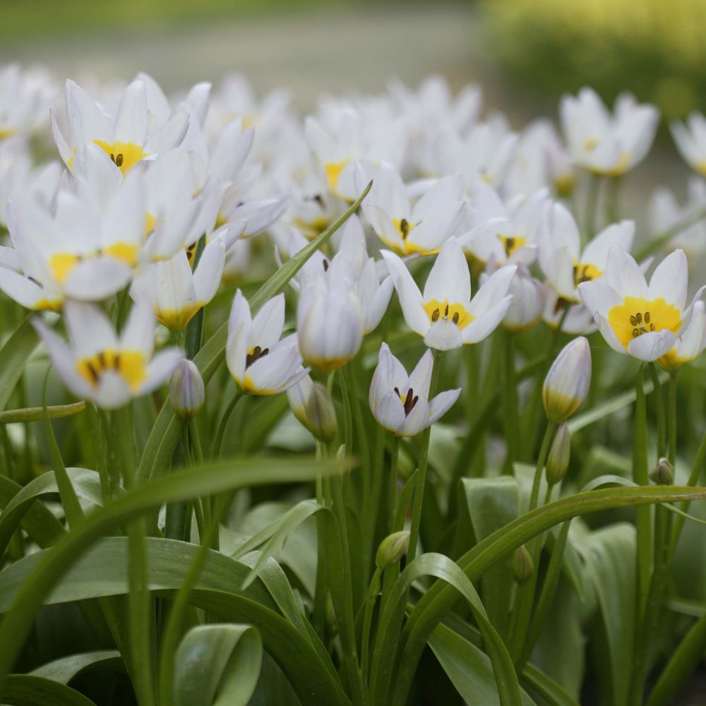 Tulipe de crète - tulipa saxatilis bulbe calibre 6+ (par 10)