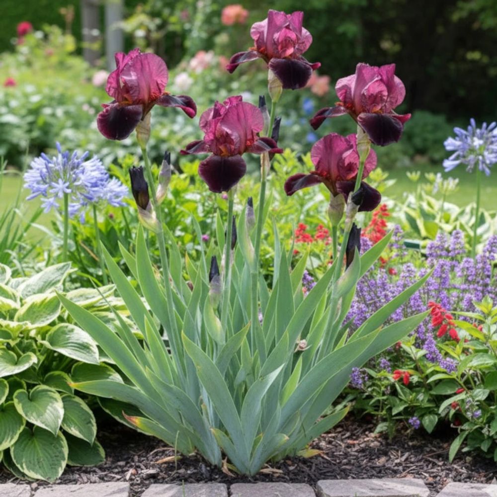 Iris des jardins inferno lot de 5 godets