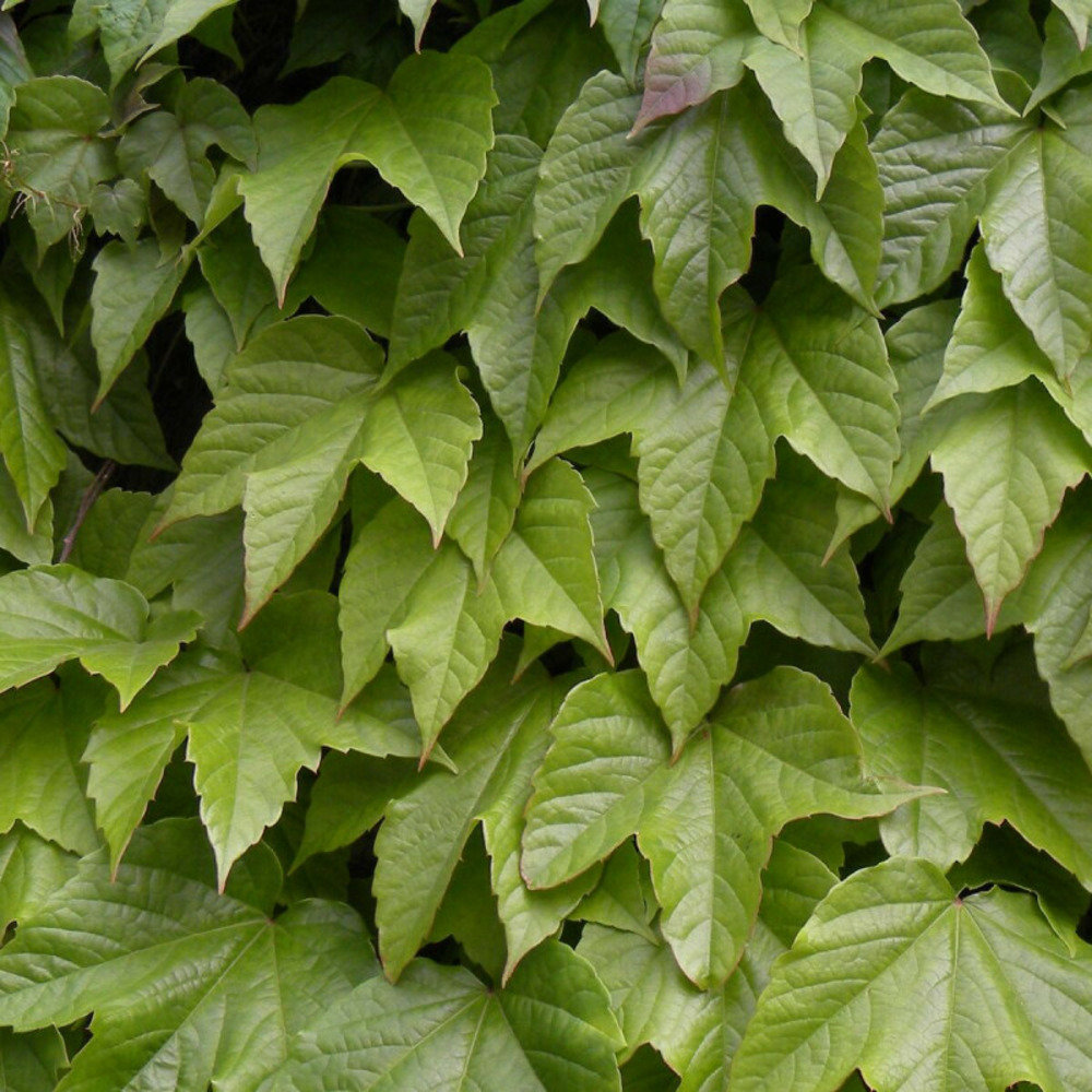 Vigne vierge veitchii robusta pot de 1,5l - tuteur bambou 30/60 cm