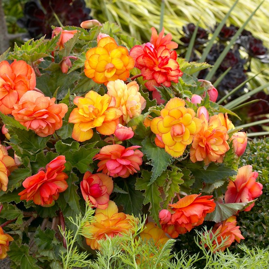 5 bégonias picotée golden balcony - le sachet de 5 bulbes / circonférence 5-7cm