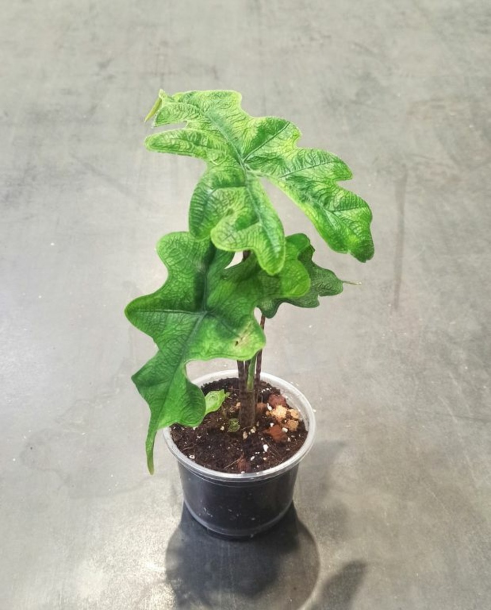 Alocasia jacklyn small d. 9cm h. 10cm - plante d'intérieur
