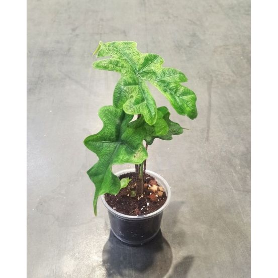 Alocasia jacklyn small d. 9cm h. 10cm - plante d'intérieur