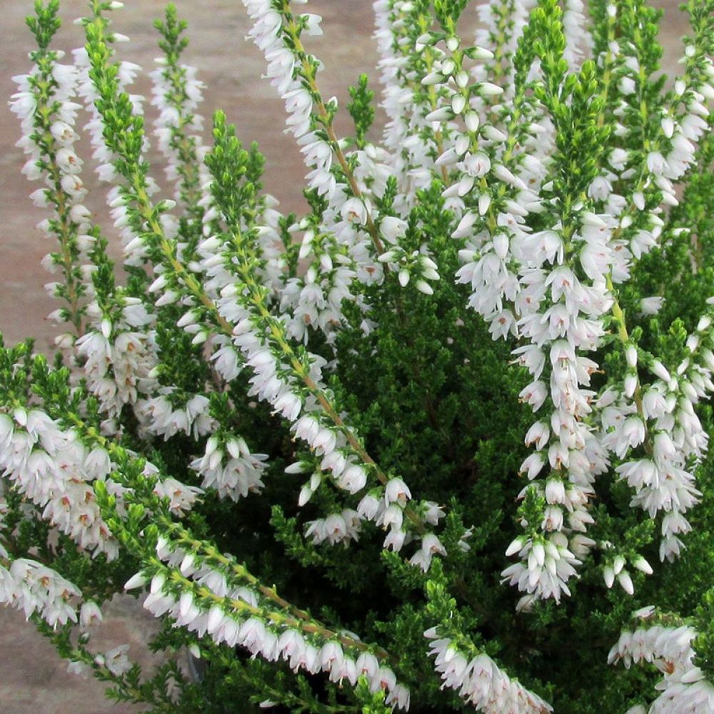 Bruyère commune, brande 'spring cream' pot de 12 cm / 13 cm