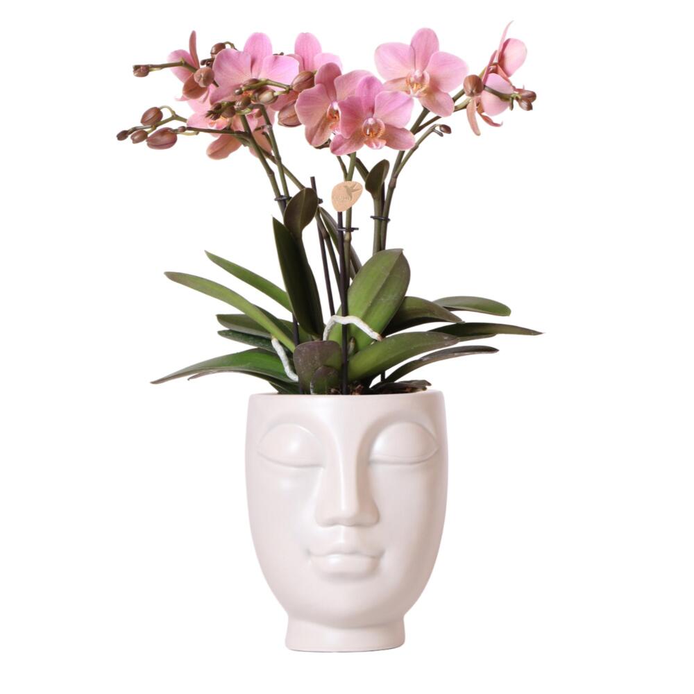 Orchidées colibris - orchidée phalaenopsis rose en pot blanc face-à-face - taille du pot 12 cm