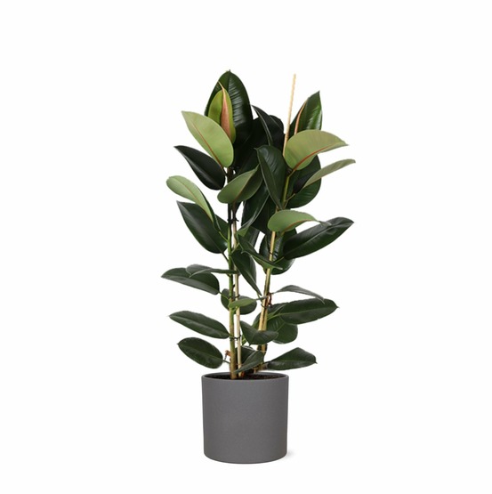 Ficus elastica robusta et son pot anthracite - hauteur 110cm