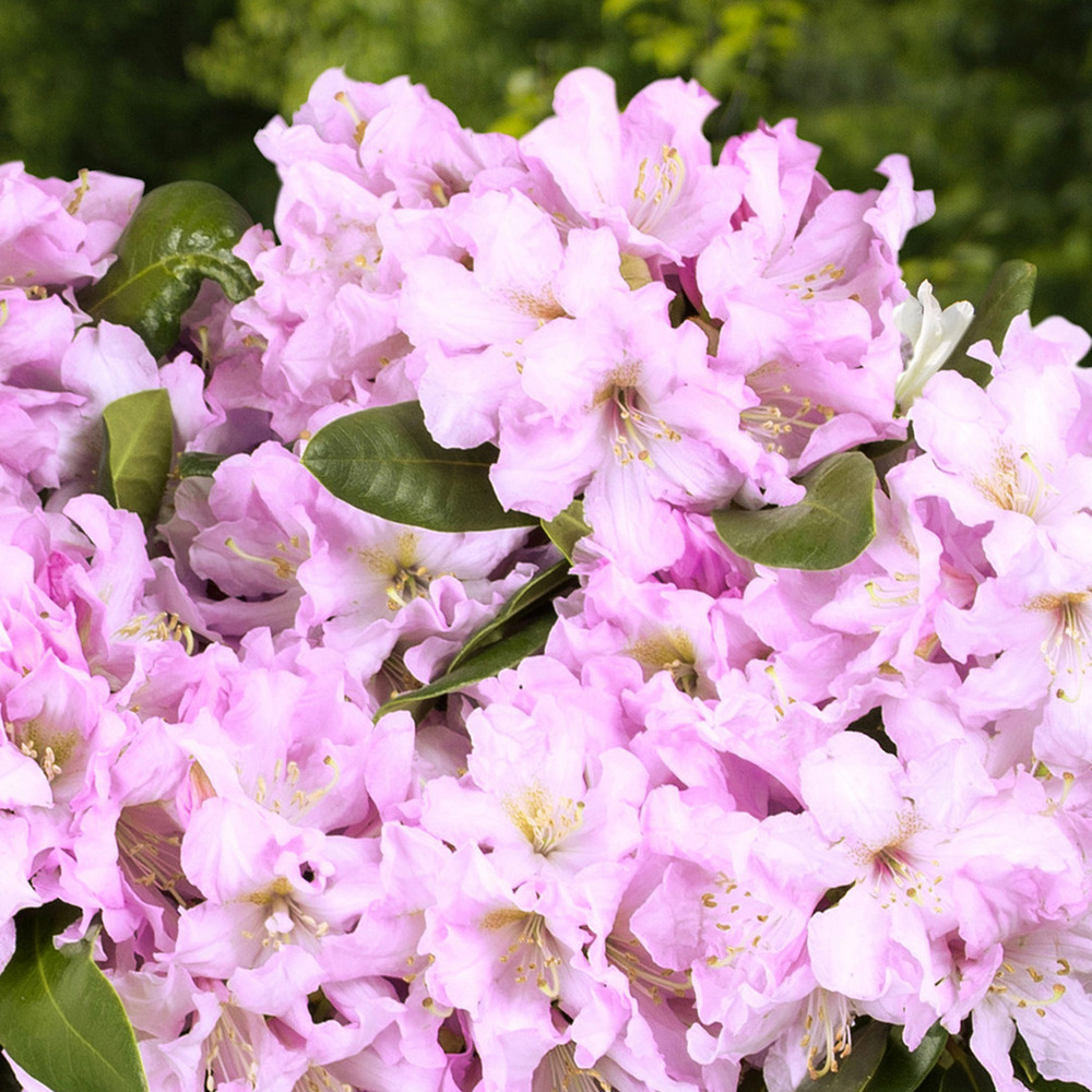 Rhododendron inkarho rosa dufthecke pot de 4l/5l
