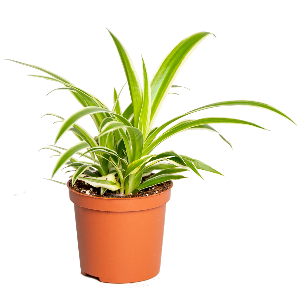 Mini lys aux herbes - chlorophytum «océan» - plante d'intérieur et pot de pépinière ⌀7 cm - ↕12-15 cm