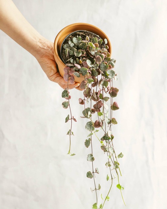 Grand ceropegia woodi 38cm - plante d'intérieur