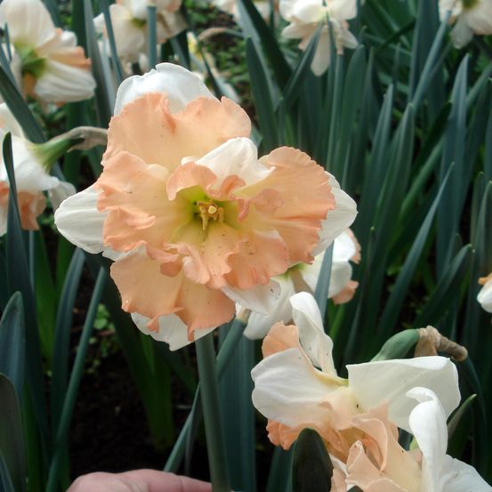 Narcisse 'apple pie' bulbe calibre 12+ (par 5)