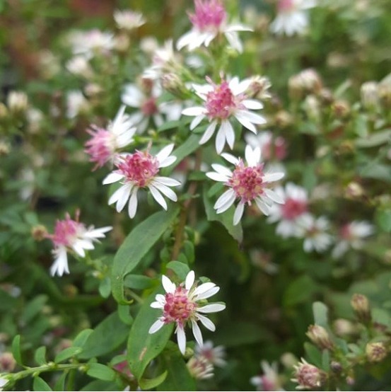 6 x aster lateriflorus 'prince' - aster lateriflorus 'prince' - godet 9cm x 9cm
