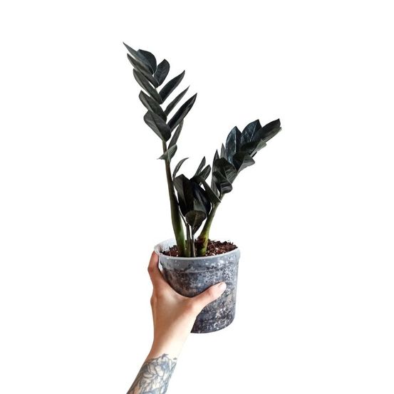 Zamioculcas zamiifolia raven d. 15cm h. 65cm - plante d'intérieur