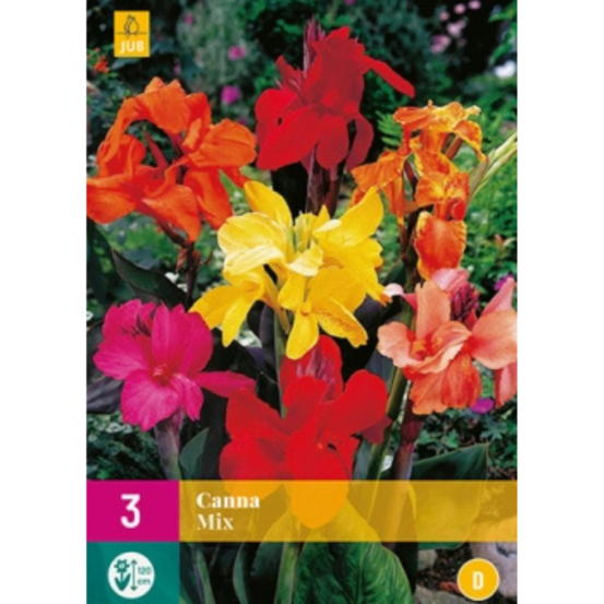 Bulbe mix de 3 cannas multicolore