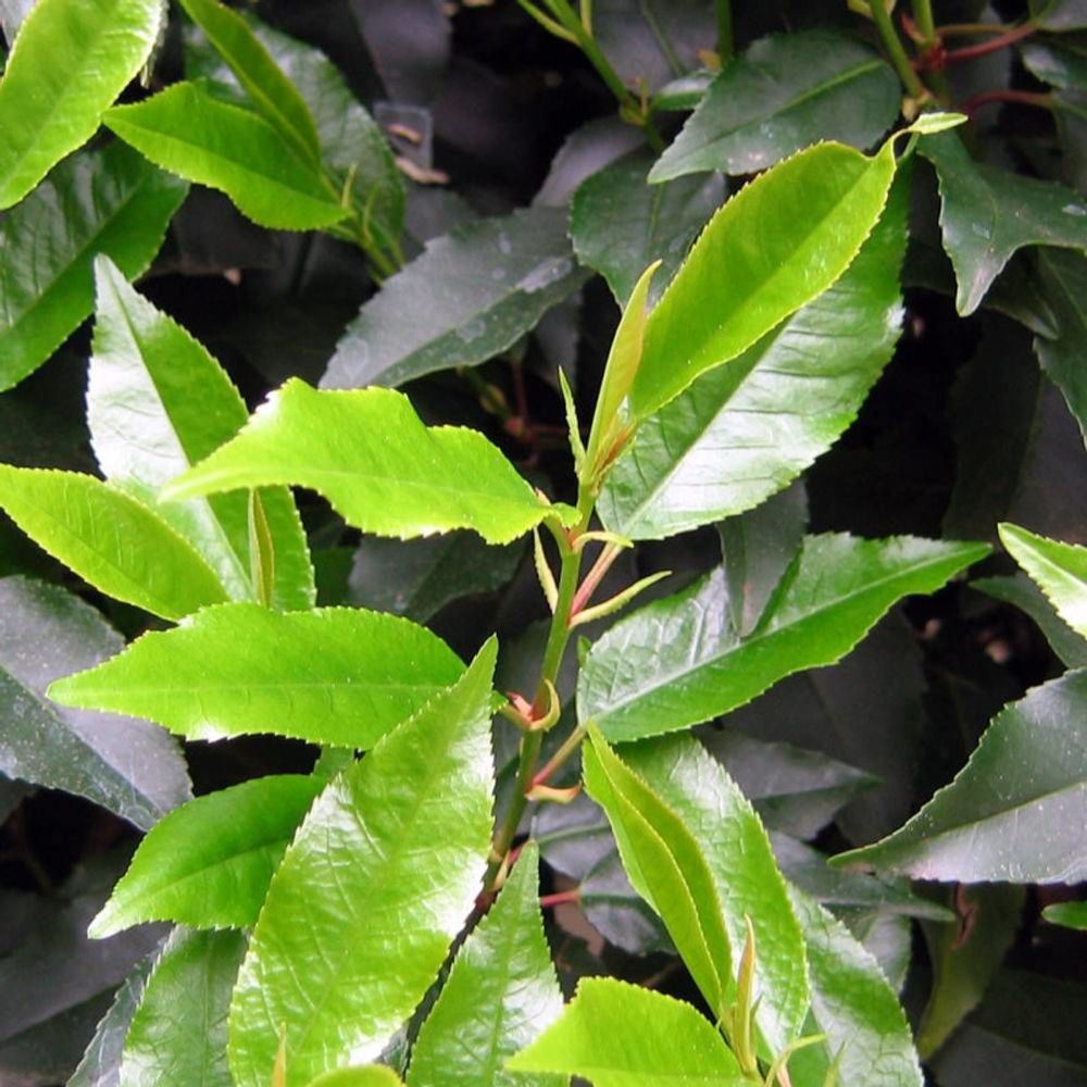 Laurier du portugal angustifolia, prunus lusitanica pot de 15l - 120/150 cm
