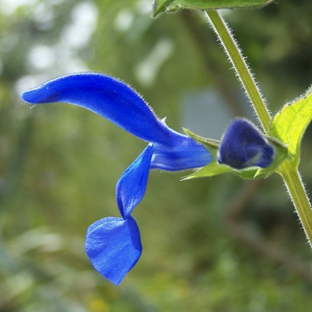 Sauge gentiane godet de 7/8 cm