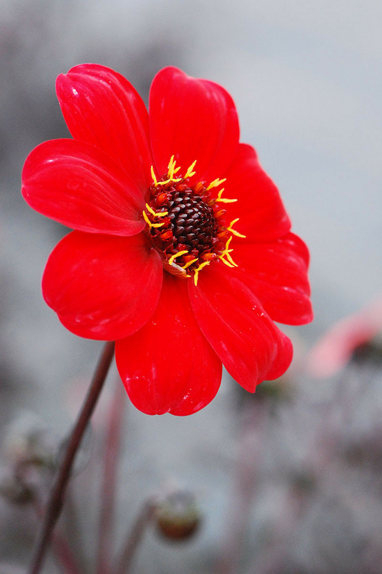 Dahlia 'enchantment' - en pot de 3 litres
