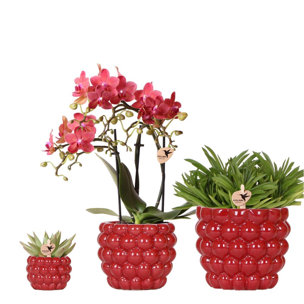 Orchidée phalaenopsis 'congo' rouge (phalaenopsis) - set avec succulentes et cache-pots décoratifs - plantes d'intérieur