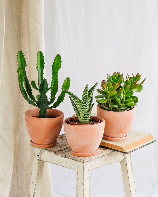 Trio de cactus et succulentes 22cm - plante d'intérieur