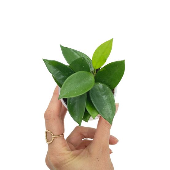 Hoya chouke - pot de 6cm - plantes d'intérieur