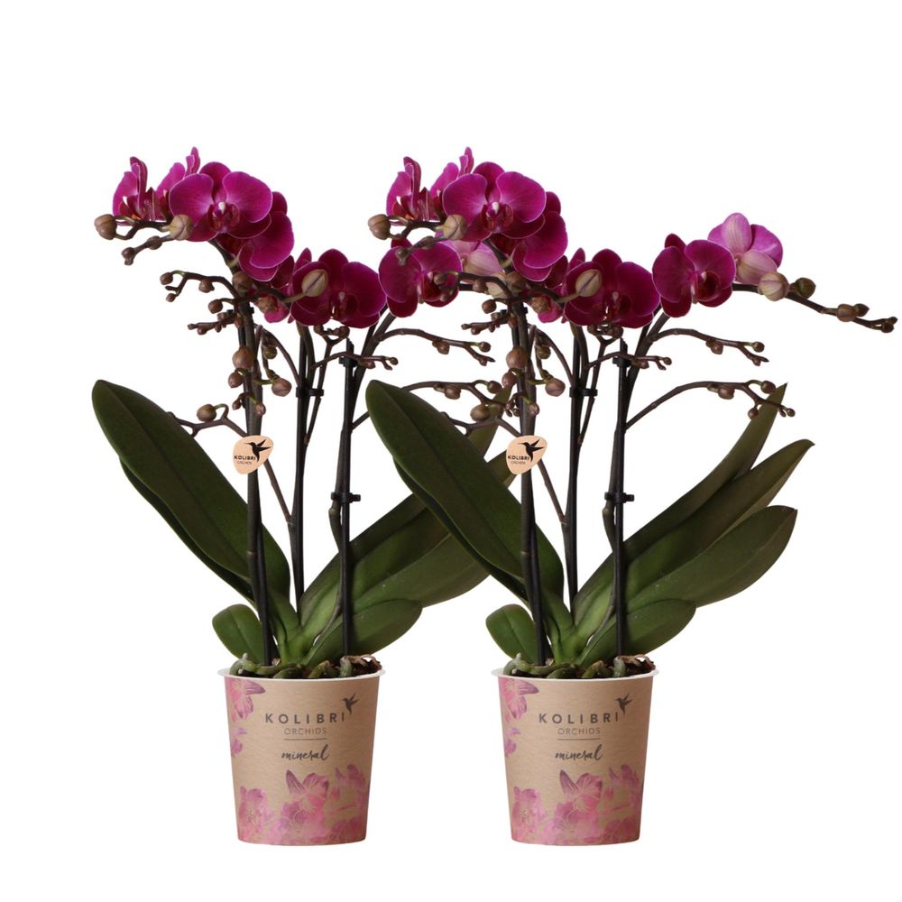 Orchidée phalaenopsis 'morelia' violette (phalaenopsis) - duo de 2 orchidées - pot de 9cm - plantes d'intérieur