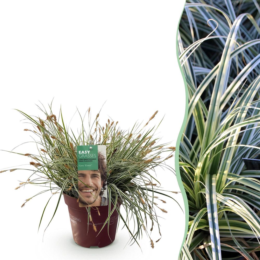 Laîche 'everest' - pot 17 cm - hauteur 50 cm