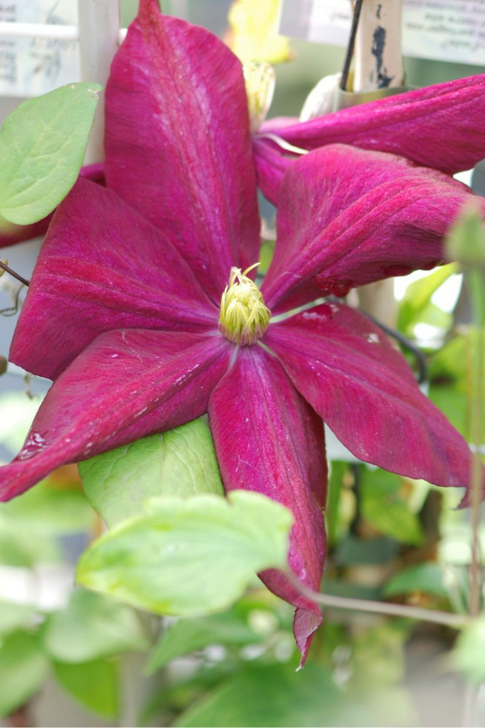 Clématite 'voluceau' - en pot de 3 litres