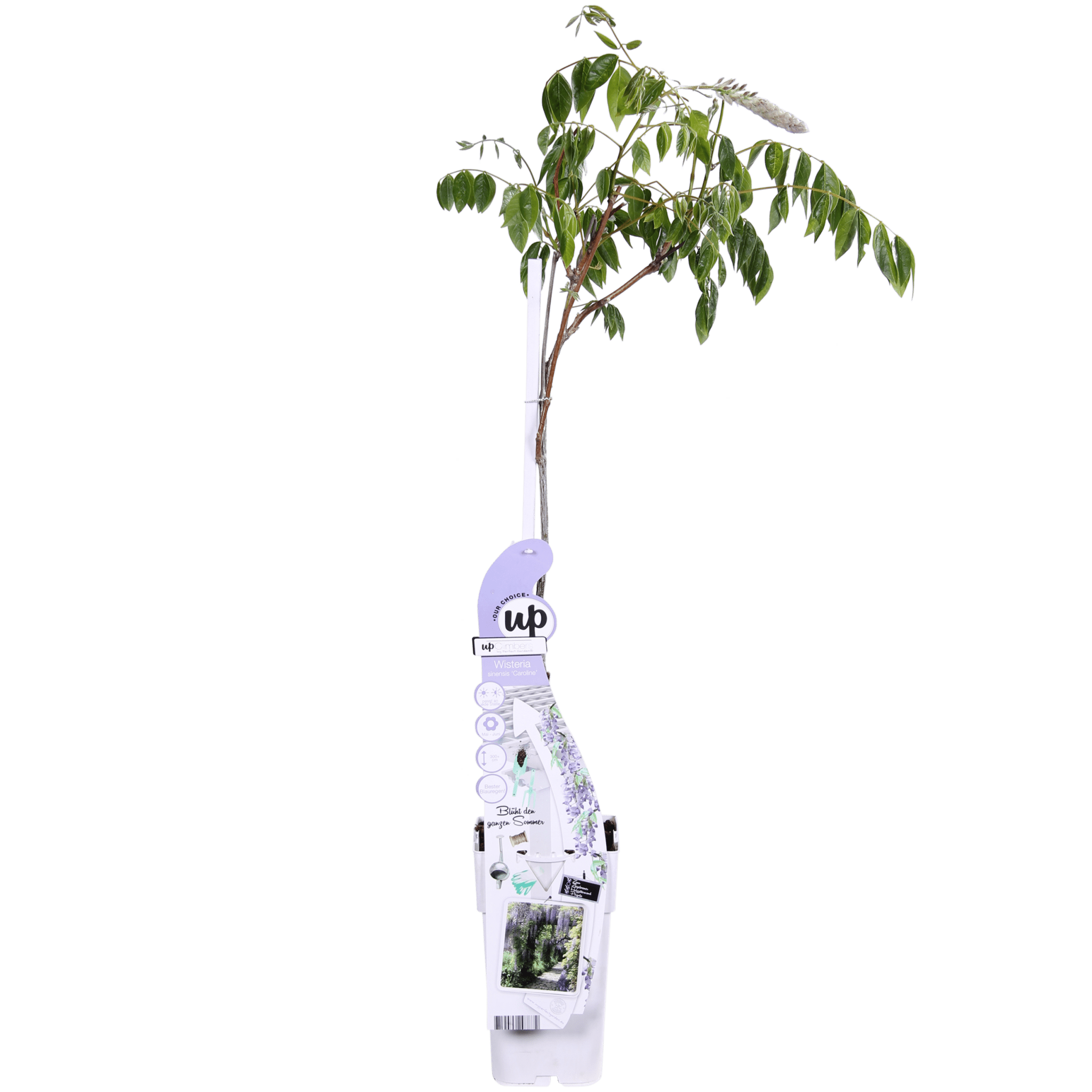 Glycine wisteria sinensis 'caroline'