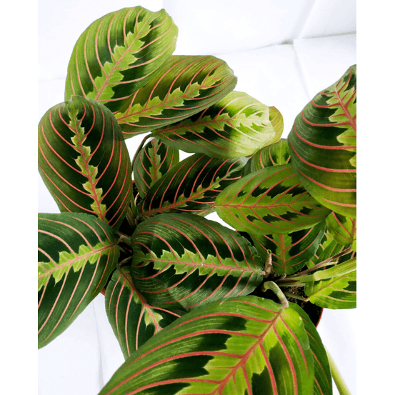Maranta leuconeura fascinator - plante paon prière d. 12cm h. 35cm - plante d'intérieur