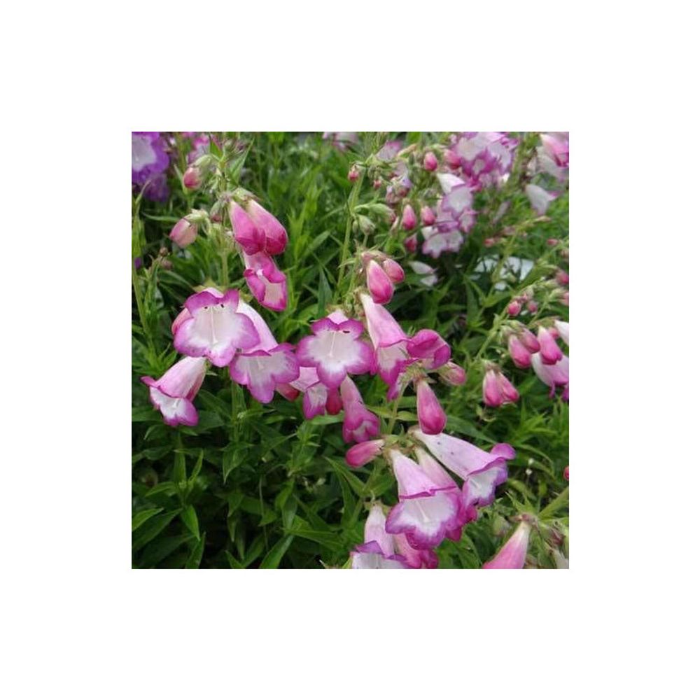Penstemon pensham laura lot de 5 godets