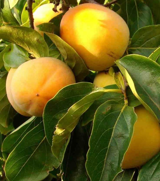 Diospyros kaki var.rojo brillante (plaqueminier) pot de 3 litres - 80/100 cm