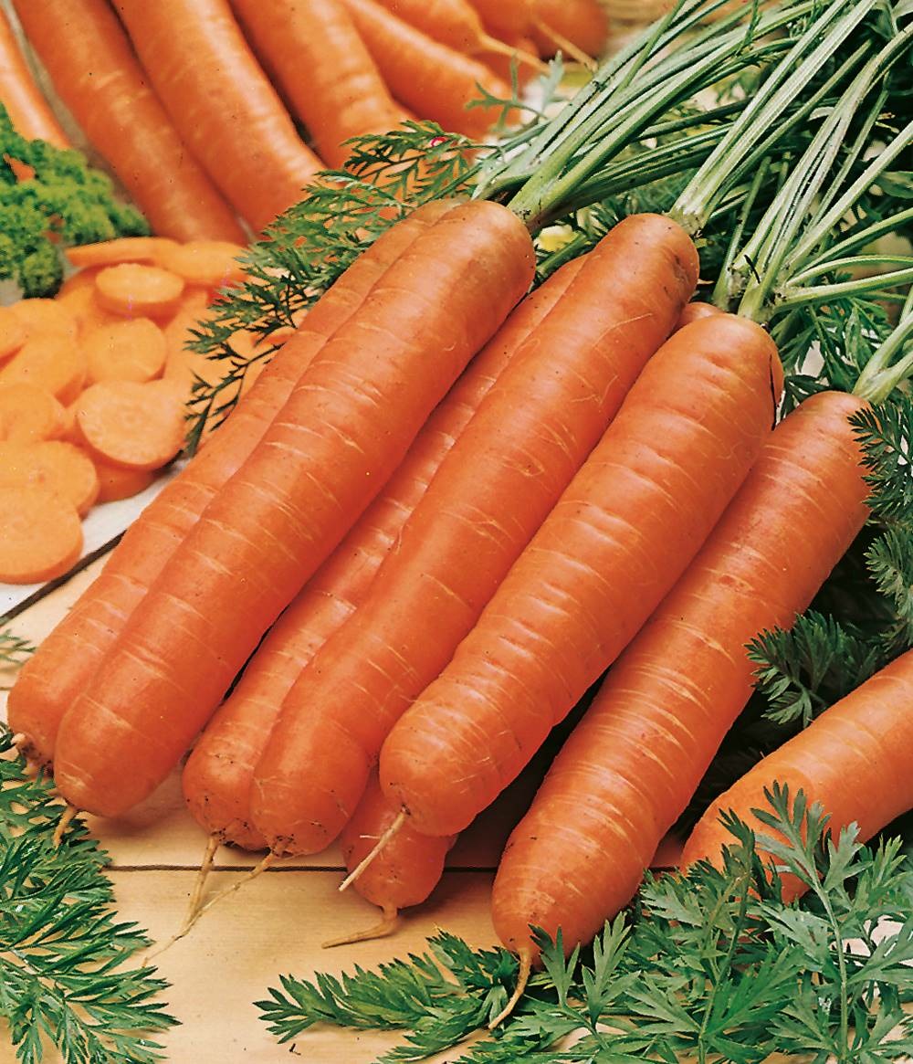 Carotte bolero hf1 - 2000 graines