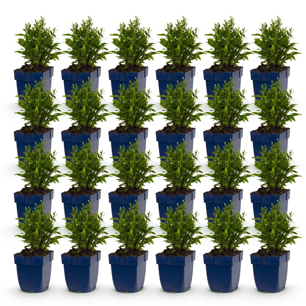 Aster - lot de 24 - pot 11 cm - hauteur 25 cm - plante d'extérieur