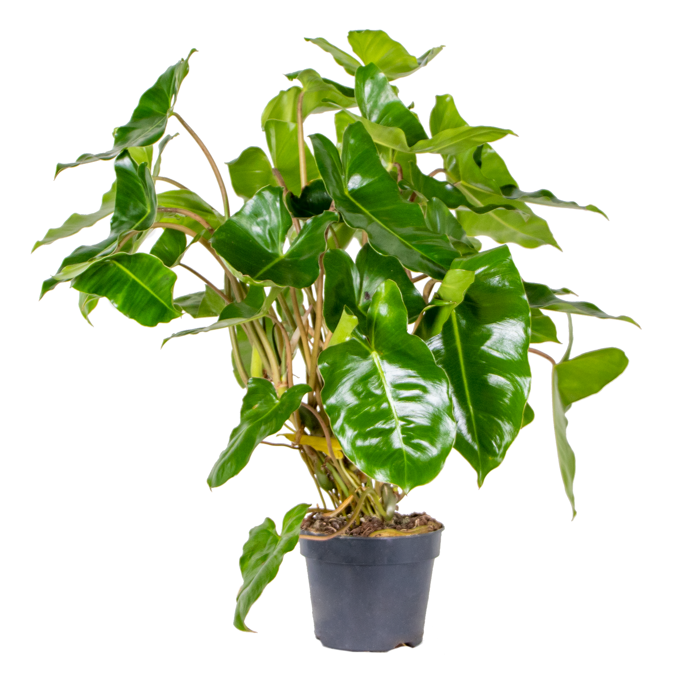 Philodendron 'burle marx' - arum par pièce - plante d'intérieur ⌀15 - ↕60 cm