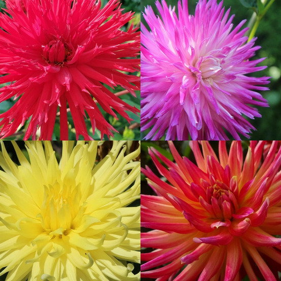 Bulbe de dahlia dentelle en mélange sachet de 4 bulbes