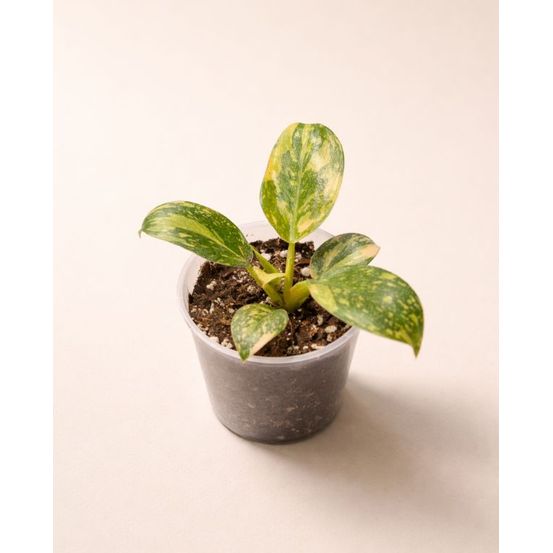 Philodendron green congo d. 12cm h. 20cm - plante d'intérieur