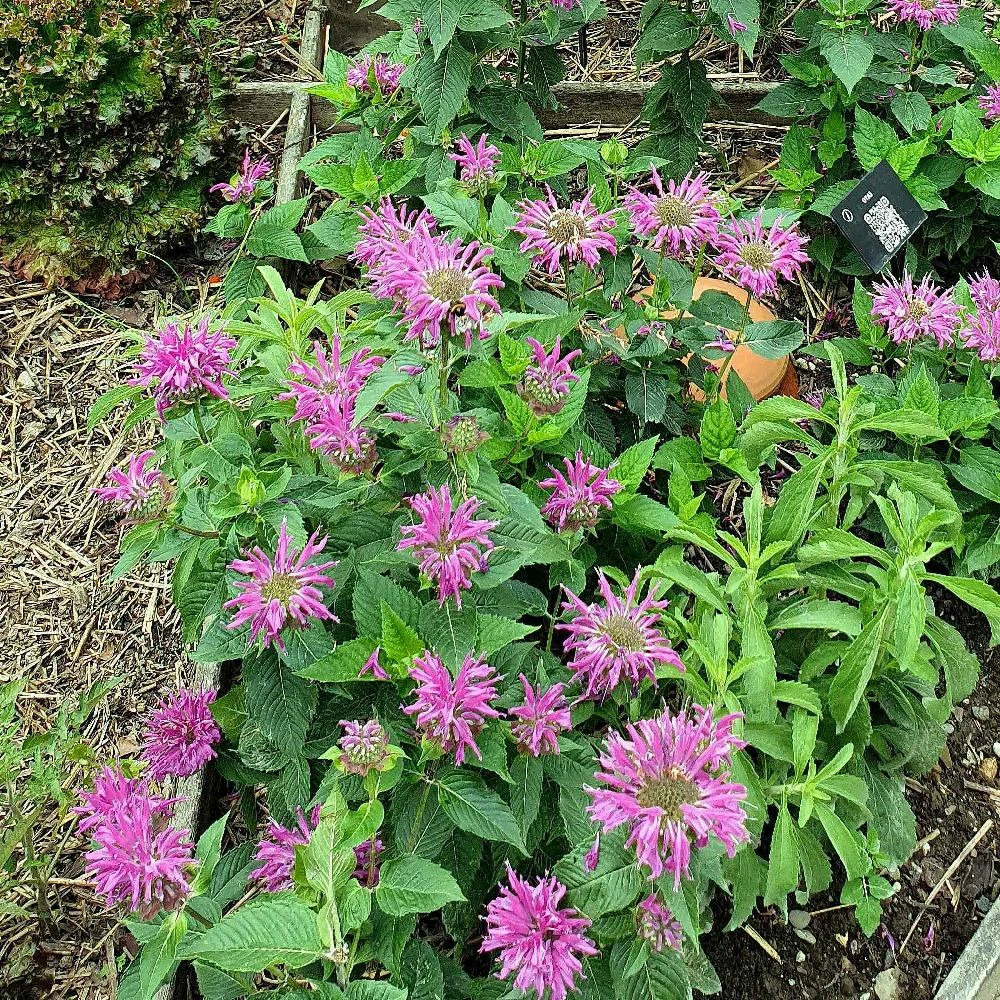 Monarde bee true® lot de 9 godets