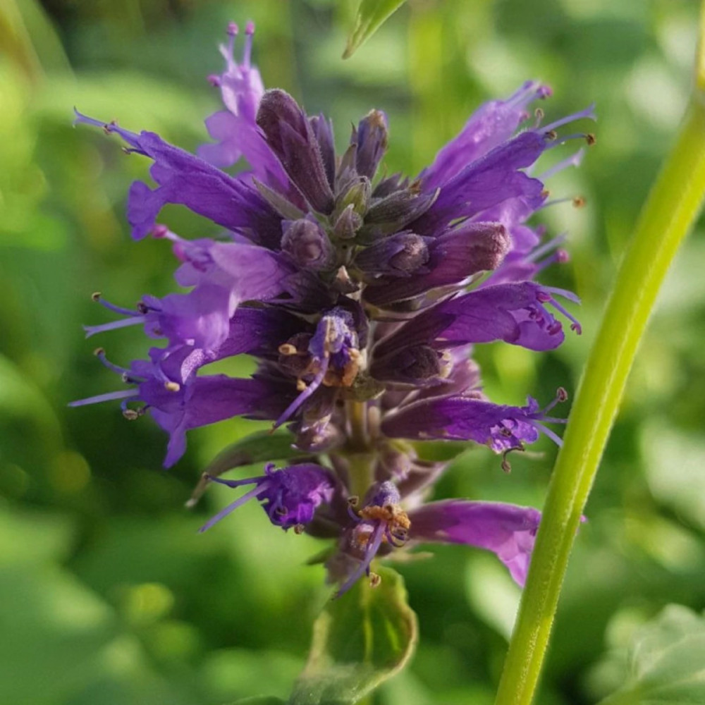 Agastache serpentine godet - 5/20 cm