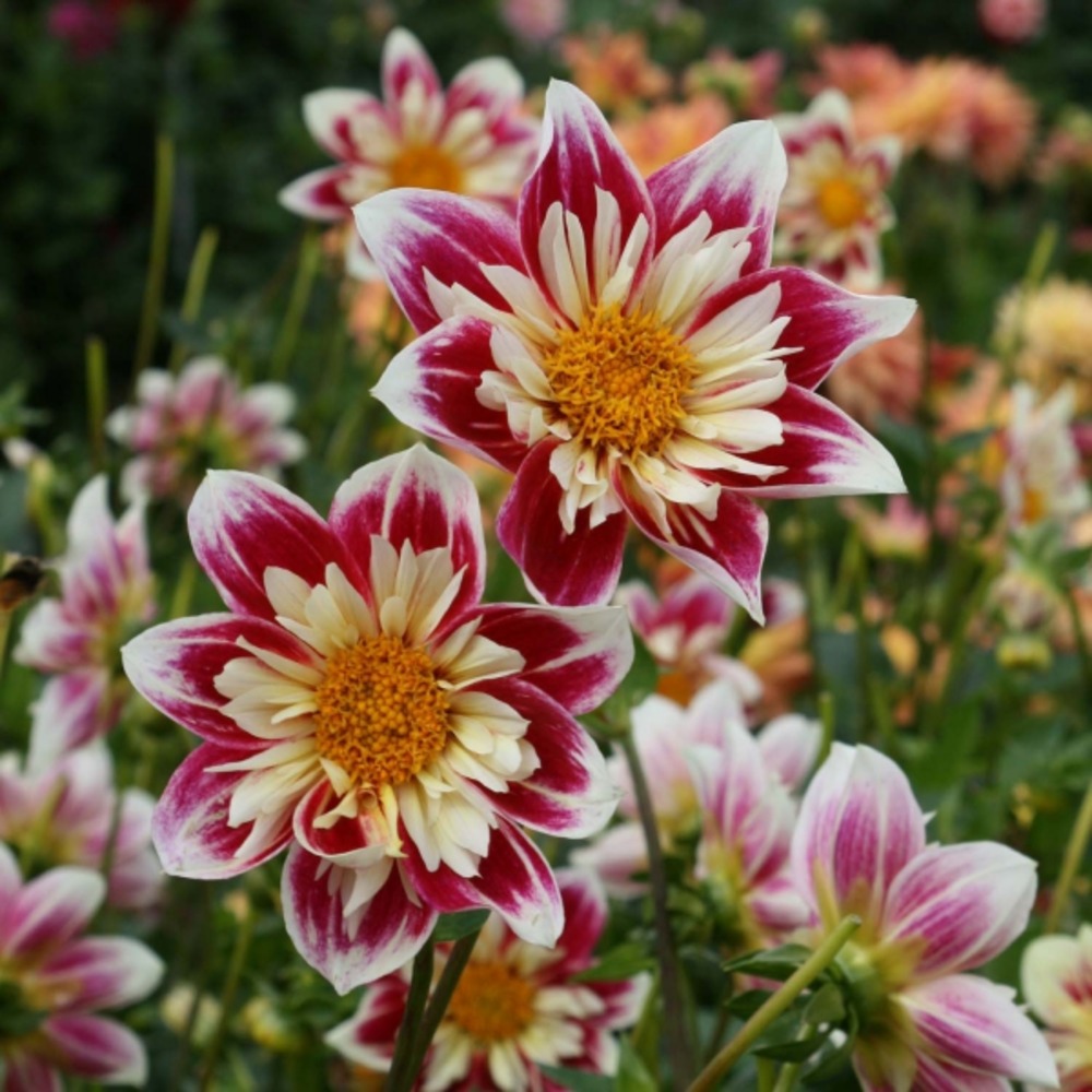 Dahlia gpe à collerette 'fashion monger' bulbe calibre i