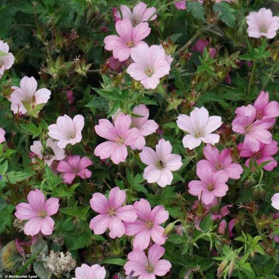 Géranium vivace 'hollywood' godet de 8/9 cm