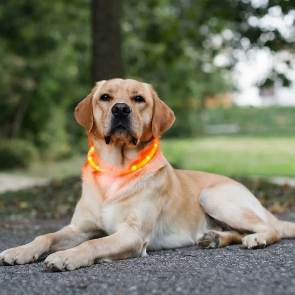 Collier pour chien jaune à led rechargeable usb