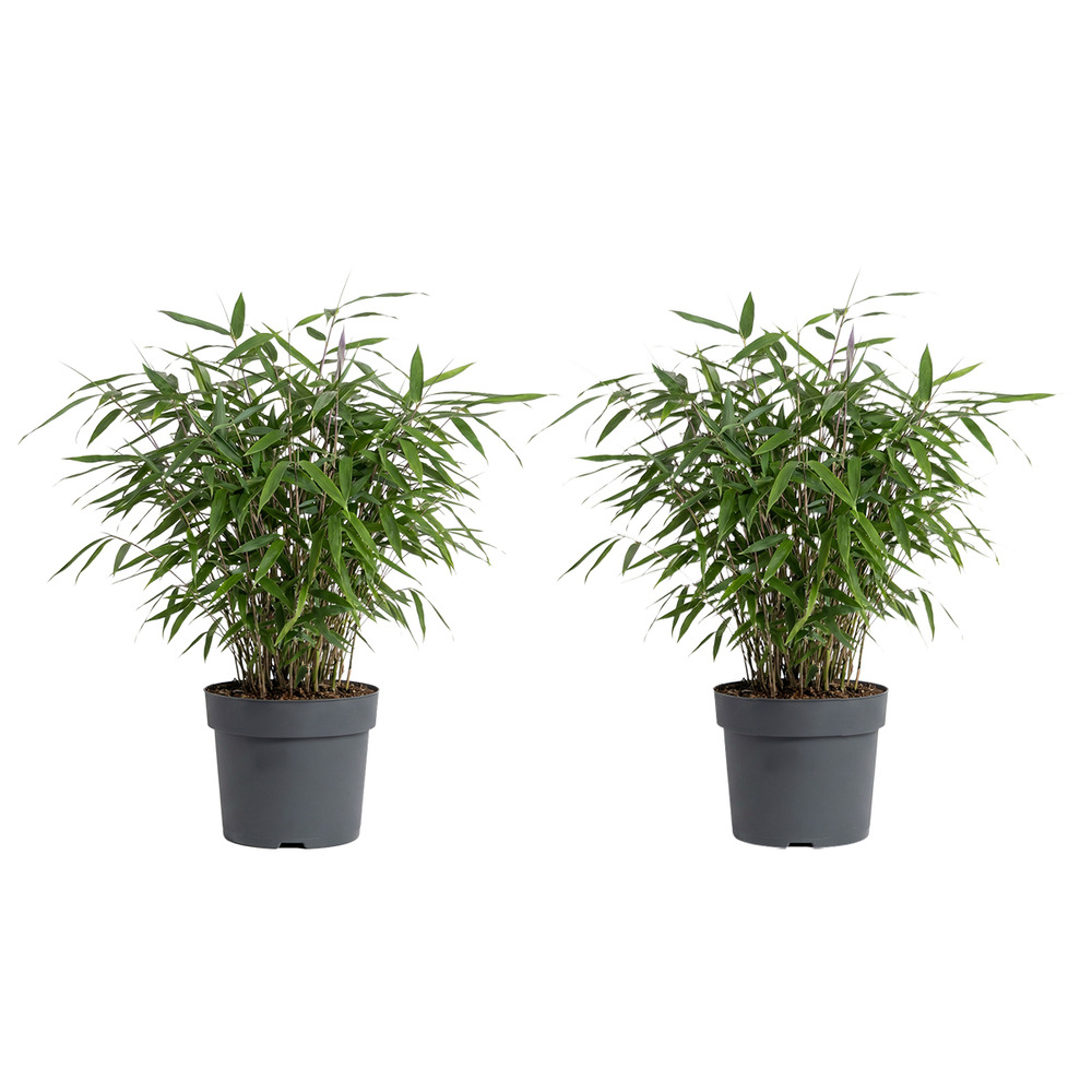 Lot de 2 - fargesia asian wonder - plante bambou - h. 20-40 cm