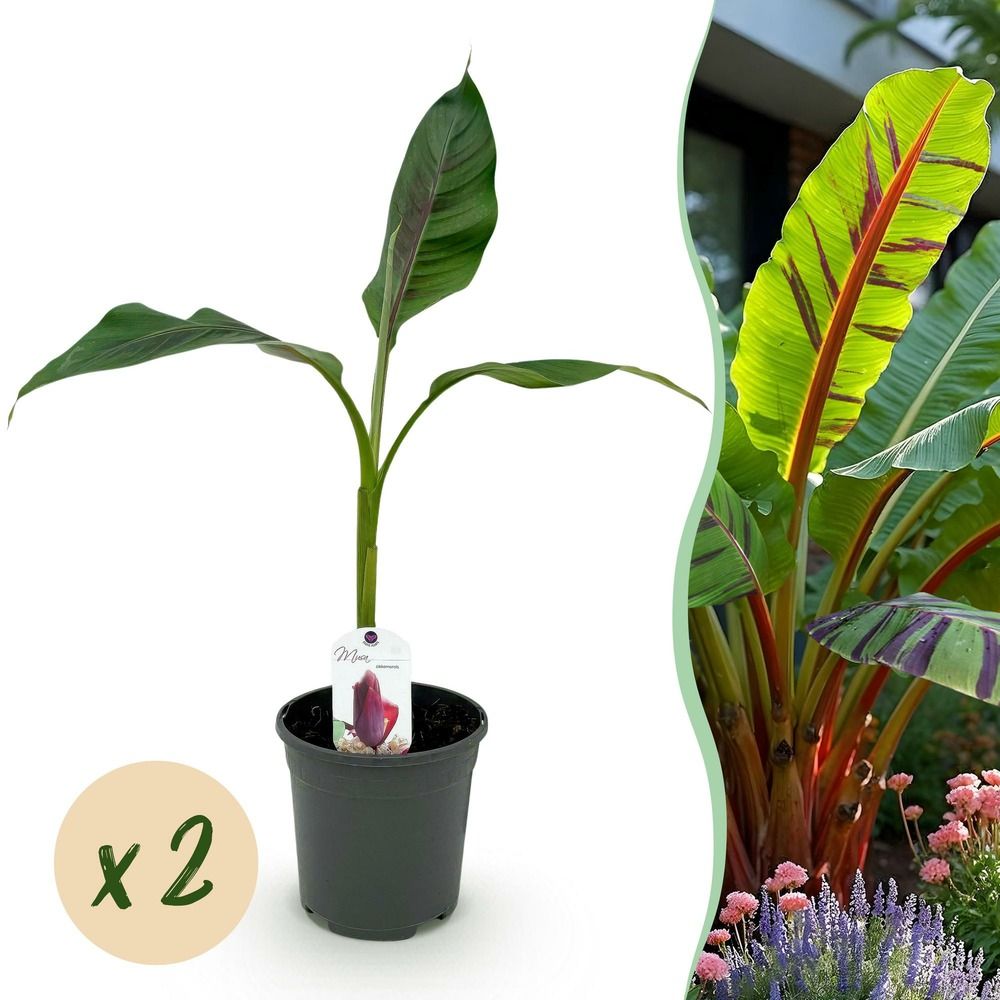 Bananier 'red tiger' - lot de 2 - pot 17 cm - hauteur 40 cm