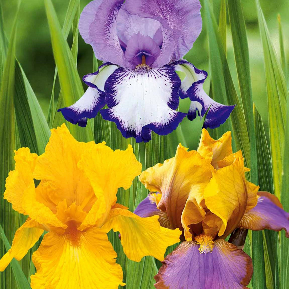 Collection de 6 iris de jardin : lasso, bordure, sangreal, le paquet de 6 racines nues