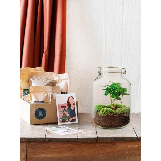 Kit terrarium diy - oslo - ficus