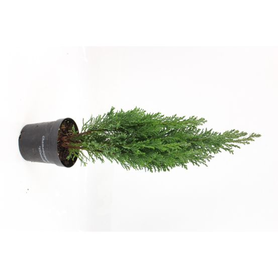 Ellwoodii pot 10,5 cm
