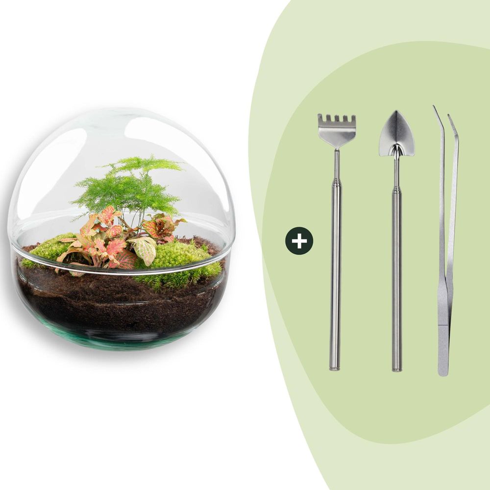 Terrarium à composer boule en verre recyclé - ø20-h20cm - avec râteau, pelle et pince - fittonia asparagus - terrarium diy
