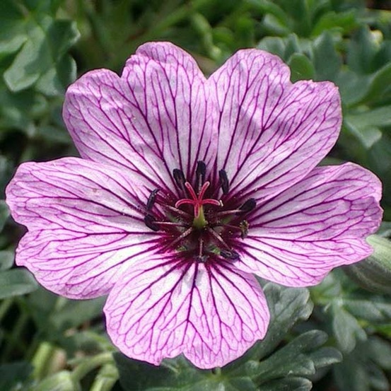 Géranium vivace à feuilles cendrées 'laurence flatman' godet de 8/9 cm